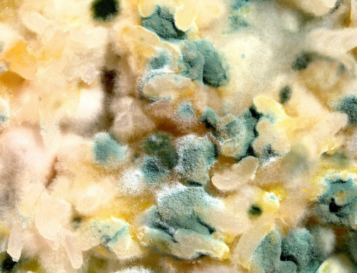 The Different Kinds of Mold and How to Get Rid of Mold Damage