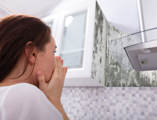 Mold in the Home: A Health Hazard and How to Prevent It