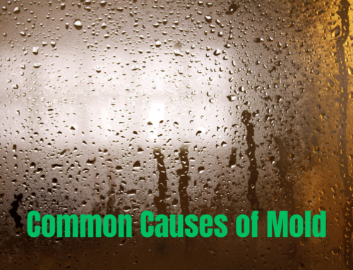 5 Common Causes of Mold in Fort Lauderdale, Florida, and How to Rectify Them with Mold Restoration Experts