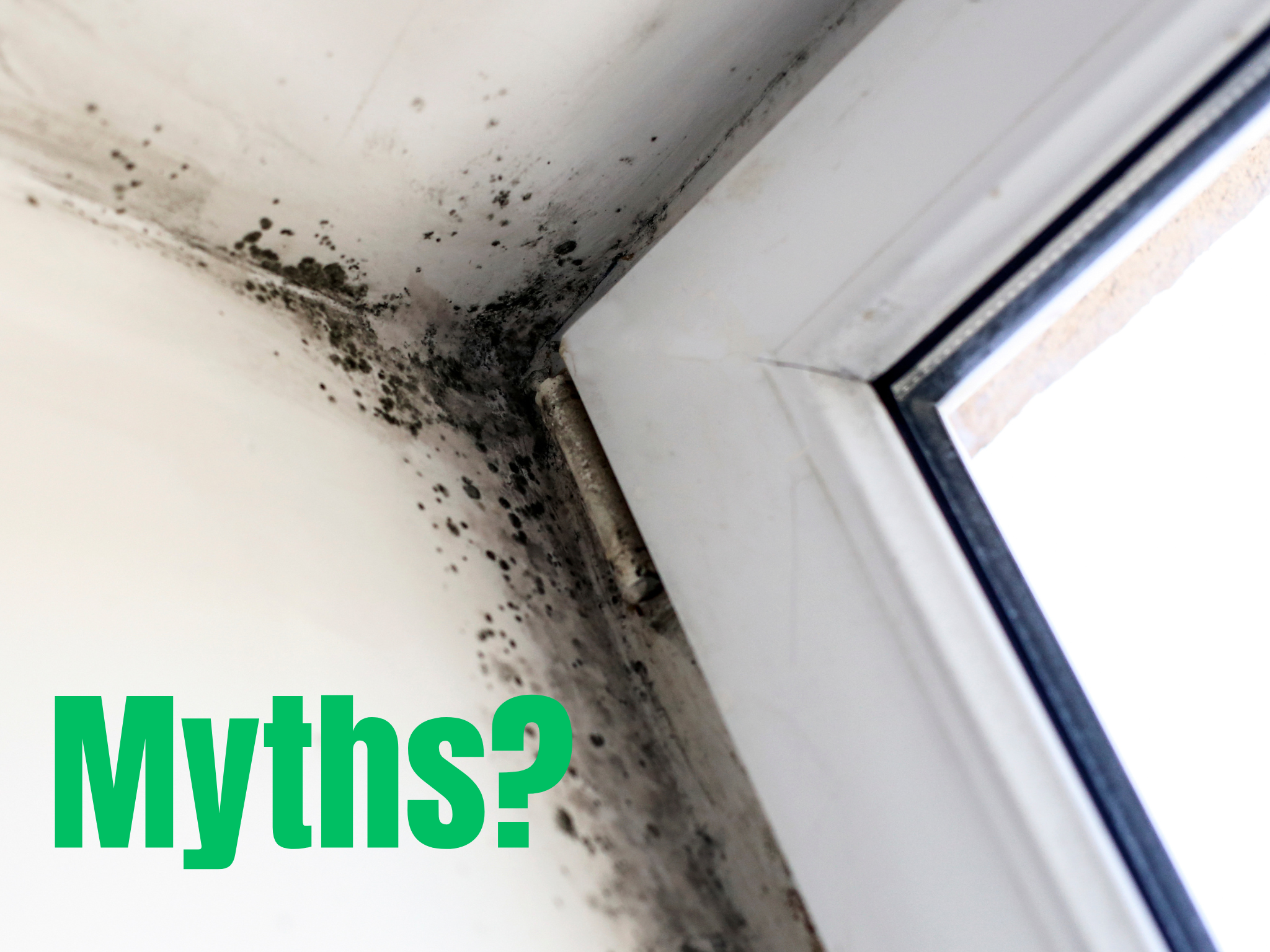 Debunking Common Myths About Mold
