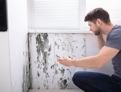 Steps for Homeowners to Take if They Find Mold